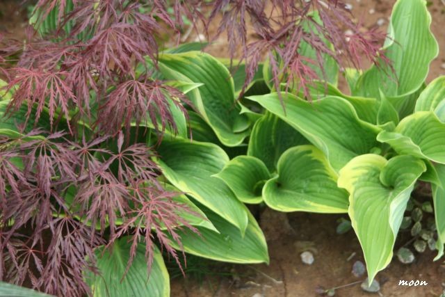 hosta